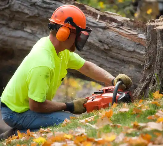 tree services Wellington